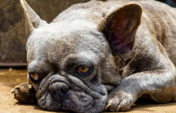 ¡Los perros pueden avergonzarse! Así lo manifiestan