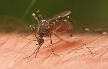 Un mosquito de la especie Ochlerotatus notoscriptus alimentándose de un humano. Foto: Agencia Sinc