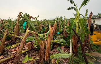 Los fuertes vendavales afectaron entre 1.000 y 1.500 hectáreas de cultivos de banano en la Zona Bananera del Magdalena, perjudicando a más de 250 pequeños productores. FOTO cortesía Asbama