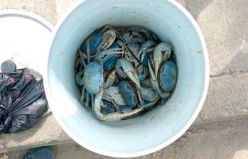 Los cangrejos azules, en peligro de extinción, fueron incautados en la tarde del 11 de abril. FOTO: CORTESÍA CORPOURABÁ