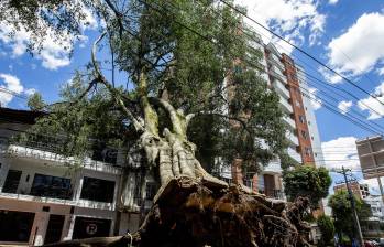 ¿Por qué las tormentas están tumbando los árboles en Medellín y qué hacer para prevenir emergencias?