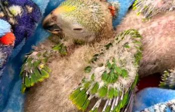 Las diez loras presentan deshidratación y problemas severos en sus órganos por la mala alimentación. FOTO: Cortesía Cornare