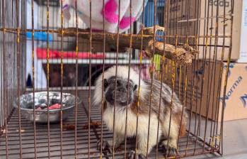 El tráfico de fauna y flora silvestre se incrementa en la Semana Santa. FOTO: Cortesía 