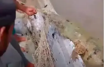 El caimán fue manipulado con cuidado por los pescadores para no causarle daño. Sin embargo, no se recomienda que cualquiera lo haga. FOTO: IMAGEN TOMADA DE VIDEO 