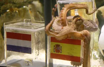 Desde 2010, animales fueron utilizados para anticipar resultados de partidos mundialistas. FOTO: AFP vía Getty Images.