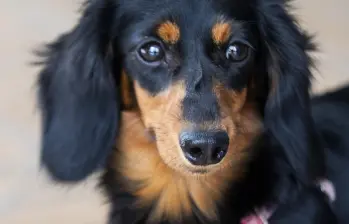 Aunque la Corte Suprema se pronunció sobre este tipo de licencias, en el Congreso avanza un proyecto para que se convierta en ley. Foto: Julio César Herrera Echeverri.