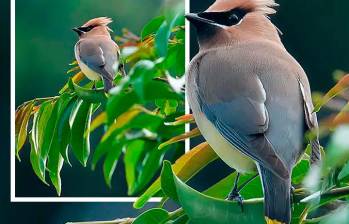 Una de las fotos tomadas al pájaro de las alas de cera. FOTO: Cortesía Juan David López Fernández