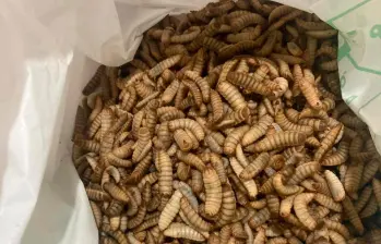 Estas son las larvas de la mosca soldado negra, criadas con residuos orgánicos. FOTO cortesía José Édgar Zapata Montoya