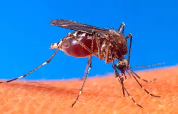 El mosquito denominado Aedes aegypti es el que trasmite el dengue. FOTO: (Colprensa-La Patria)