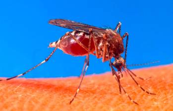 El mosquito Aedes aegypti aumenta la transmisión del dengue en tiempos de verano intenso como los que se vienen registrando en Antioquia. FOTO: COLPRENSA