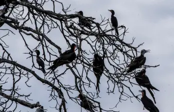 El virus H5N1 se detectó por primera vez en China en 1996 en las aves de corral. Foto El Colombiano.