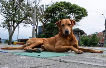 No solo tienen una vida más corta, sino que los perros grandes también son más propensos a muchas enfermedades asociadas a la edad. Foto: EL COLOMBIANO.