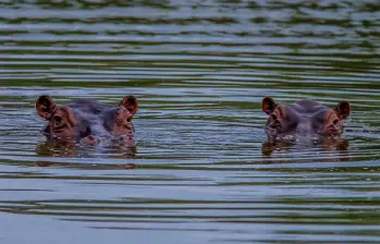 Los hipopótamos del Magdalena Medio se han convertido en un verdadero problema ambiental y social, pues además de que son una especie que altera el ecosistema, su reproducción endogámica los puede enfermar y mutar. Foto: Camilo Suárez
