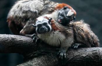El mono aullador es uno de los más de 520 animales que hay en el Parque de la Conservación, en Medellín. FOTO: Horus Thor