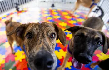 Diversos estudios sugieren que convivir con mascotas, especialmente perros, puede estar asociado con beneficios para la salud física y mental. FOTO Julio César Herrera