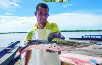 Descripción: Pescadores tradicionales de Puerto Berrío están felices con la subienda de pescado. Fecha de evento: 21/08/2023. Foto: Esneyder Gutiérrez