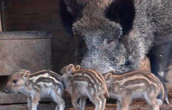 Los ungulados son mamíferos cuadrúpedos que se apoyan y caminan con el extremo de los dedos (pezuñas), o descienden de algún animal que lo hacía. FOTO: Europa Press