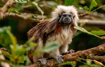 En Colombia, como lo reseña la Asociación Primatológica Colombiana de las 38 especies presentes, hay 21 amenaza. FOTO Cortesía Instituto Humboldt.