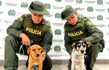 Los dos perros criollos fueron llevados al centro de bienestar animal del municipio, según las autoridades. FOTO Cortesía
