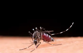 Los mosquitos pueden trasmitir diversas enfermedades, entre las más comunes se encuentran, el dengue, el Zika, el chikungunya, la fiebre amarilla, la malaria y el virus del Nilo Occidental. Imagen, tomada de Freepik.
