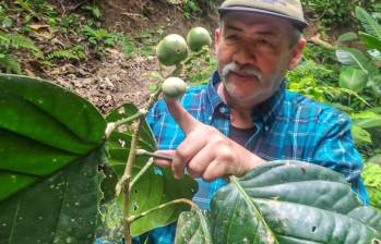 Fruto descubierto en Antioquia es “promesa para la humanidad”