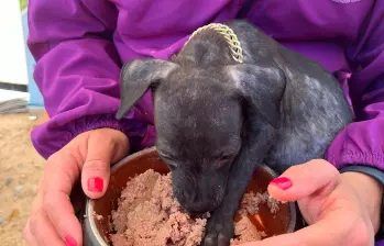 Perrito atendido en una de las jornadas previas de la Ruta Nacional Gabrica Solidaria. FOTO cortesía 