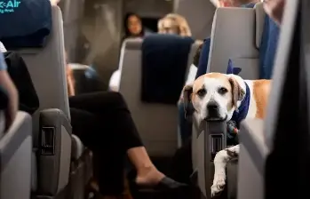 En Bark Air, los perros disfrutan de una experiencia de vuelo pensada exclusivamente para su bienestar: sin jaulas, con juegos, comida gourmet y atención personalizada. FOTOS cortesía Bark Air