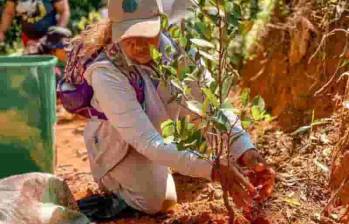 Cerca de 100 habitantes de la comuna 13, participaron en la jornada para reforestar el cerro de Loma Hermosa. FOTO: Cortesía Secretaría de Medio Ambiente de Medellín