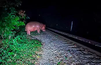 Hace una semana un hipopótamo cruzó por la carrilera del tren que lleva carga entre La Dorada y Santa Marta. FOTO CORTESÍA