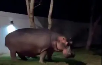 El hipopótamo permaneció inmóvil mientras lo grababan, aunque el encuentro fue peligroso por el comportamiento agresivo del animal invasor. IMAGEN TOMADA DEL VIDEO