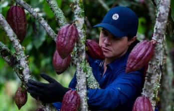 El ‘boom’ del cacao les haría el milagro a miles de familias campesinas en Colombia