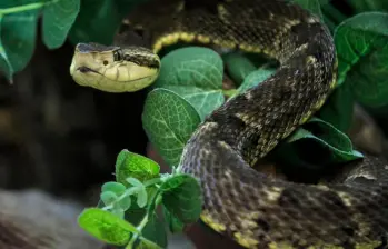 La serpiente que mordió al niño de 10 años en Mutatá habría sido una mapaná. Imagen de referencia. FOTO: Camilo Suárez