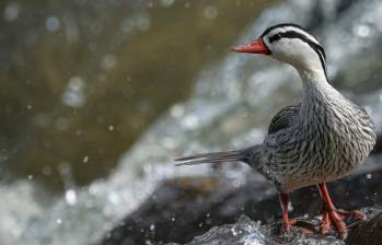 El pato de torrentes se encuentra en el Río Piedras entre La Ceja y La Unión, Oriente antioqueño. FOTO: Cortesía Nicolás Echeverri