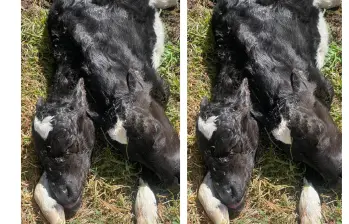 Según el testimonio de una de las propietarias de la finca, la ternera nació viva pero a los cinco minutos murió. Foto: Cortesía
