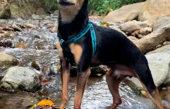 Marcelo, el ‘dóberman bonsái’: la historia de un perro que sorprendió a su dueño
