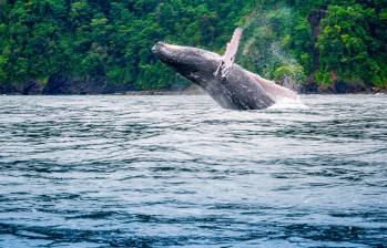 El avistamiento de las ballenas jorobadas es uno de los mayores atractivos del viaje a Nuquí. Foto: Cortesía