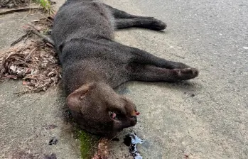 Este yaguarundí, una especie solitaria y aún misteriosa para la ciencia, fue atropellado y su cuerpo quedó desangrado a un costado de la nueva autopista al mar. FOTO: CORANTIOQUIA