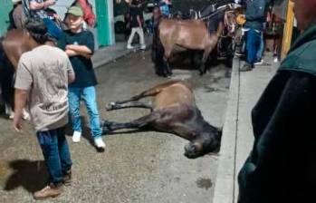 Así quedó el caballito que murió en la cabalgata de Santo Domingo. FOTO: CORTESÍA