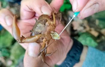 En quebrada escondida de Antioquia encontraron especie de cangrejo única en el mundo
