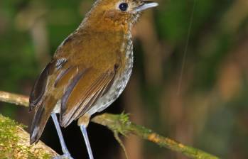 El Tororoí tiene como nombre científico: Grallaria urraoensis. Grallaria por sus piernas largas y su cola corta, y urraoensis, el gentilicio en latín de los habitantes de Urrao, Antioquia. Foto: Nigel Voaden.