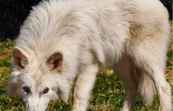sdsaf Uno de los cachorros de cinco meses exhibe el tamaño y el pelaje atribuidos al lobo terrible, aunque no pertenece a la especie original extinta. FOTO Cortesía Colossal Biosciences. 