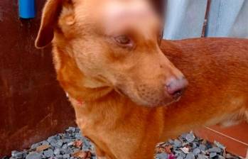 Guardián fue la víctima de este nuevo aberrante caso de maltrato animal. FOTO: CORTESÍA