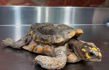 Por su mal estado, se desconoce aún si será posible salvar la vida de esta tortuga víctima de tráfico y cautiverio. FOTO: CORTESÍA ÁREA METROPOLITANA