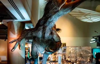 Un dinosaurio gigante en el Phillip and Patricia Frost Museum. Todas las fotos cortesía GMCVB.