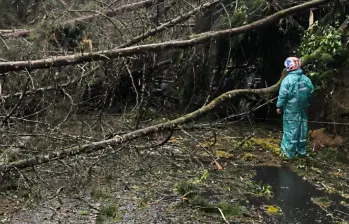 Por la caída de varios árboles de gran tamaño y postes de redes eléctricas, la Loma El Escobero está cerrada desde el aguacero del jueves. Foto: cortesía.
