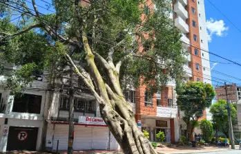 El árbol cayó después de desprenderse de sus raíces y afectó las redes eléctricas. Foto: EL COLOMBIANO