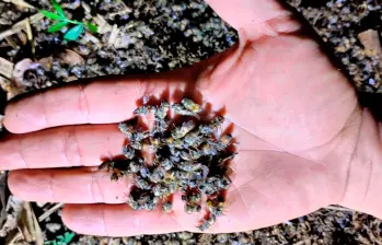 Las abejas hacían parte de un apiario que ha estado en pie desde hace seis décadas. FOTO: CORTESÍA
