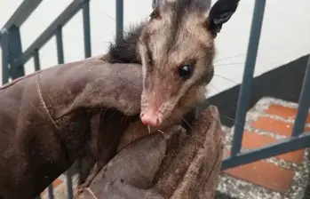 Esta es la zari que irrumpió en el motel, por sus características se observa que es una zari comun Didelphis marsupialis. FOTO: CORTESÍA