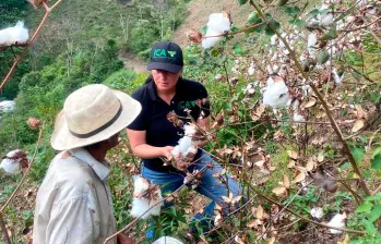 Campesinos de Uramita reactivan el cultivo de algodón en Antioquia, logrando una cosecha histórica de 20 toneladas tras décadas de abandono. FOTO cortesía ICA