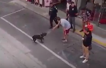 Indignación en Rionegro tras disparo policial que mató al perro Tigre en el barrio La Convención